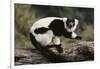 Ruffed Lemur-DLILLC-Framed Photographic Print