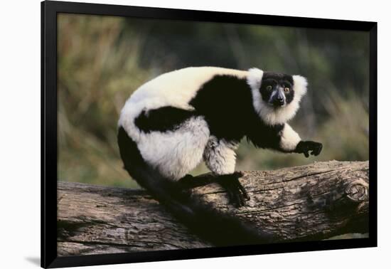 Ruffed Lemur-DLILLC-Framed Photographic Print