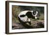 Ruffed Lemur-DLILLC-Framed Photographic Print