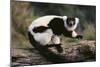 Ruffed Lemur-DLILLC-Mounted Photographic Print