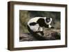 Ruffed Lemur-DLILLC-Framed Photographic Print