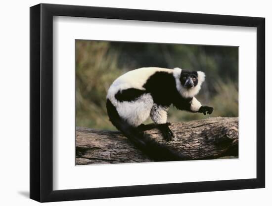 Ruffed Lemur-DLILLC-Framed Photographic Print