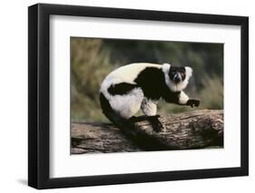 Ruffed Lemur-DLILLC-Framed Photographic Print