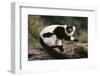 Ruffed Lemur-DLILLC-Framed Photographic Print