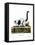 Ruffed Lemur-null-Framed Stretched Canvas