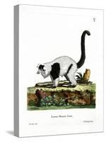 Ruffed Lemur-null-Stretched Canvas