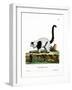 Ruffed Lemur-null-Framed Giclee Print