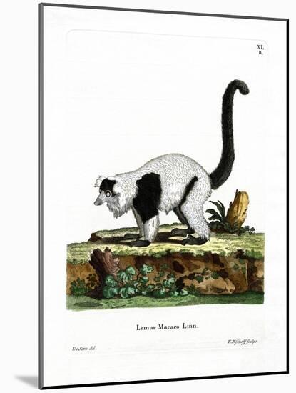 Ruffed Lemur-null-Mounted Giclee Print