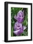 Ruffled purple tulip-Jim Engelbrecht-Framed Photographic Print