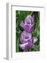 Ruffled purple tulip-Jim Engelbrecht-Framed Photographic Print