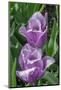 Ruffled purple tulip-Jim Engelbrecht-Mounted Photographic Print