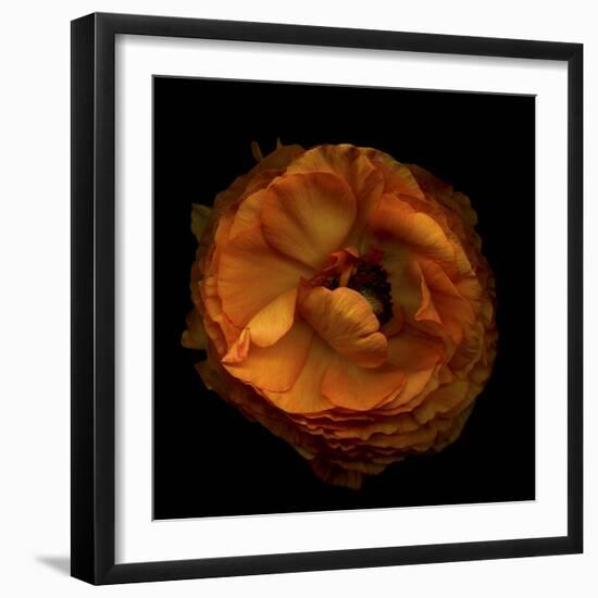 Ruffles - Ranunculus-Magda Indigo-Framed Photographic Print