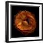 Ruffles - Ranunculus-Magda Indigo-Framed Photographic Print
