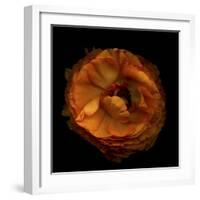 Ruffles - Ranunculus-Magda Indigo-Framed Photographic Print