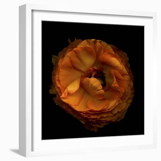 Ruffles - Ranunculus-Magda Indigo-Framed Photographic Print