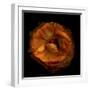 Ruffles - Ranunculus-Magda Indigo-Framed Photographic Print