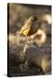 Rufous-Bellied Thrush on Rock-MaryAnn McDonald-Stretched Canvas