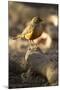 Rufous-Bellied Thrush on Rock-MaryAnn McDonald-Mounted Photographic Print