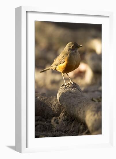 Rufous-Bellied Thrush on Rock-MaryAnn McDonald-Framed Photographic Print