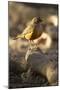 Rufous-Bellied Thrush on Rock-MaryAnn McDonald-Mounted Photographic Print