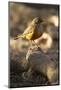 Rufous-Bellied Thrush on Rock-MaryAnn McDonald-Mounted Photographic Print