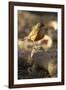 Rufous-Bellied Thrush on Rock-MaryAnn McDonald-Framed Photographic Print