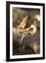 Rufous-Bellied Thrush on Rock-MaryAnn McDonald-Framed Photographic Print