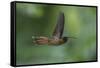 Rufous-breasted Hermit (Glaucis hirsutus), a type of hummingbird, in flight, Manu National Park-G&M Therin-Weise-Framed Stretched Canvas