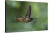 Rufous-breasted Hermit (Glaucis hirsutus), a type of hummingbird, in flight, Manu National Park-G&M Therin-Weise-Stretched Canvas