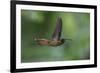 Rufous-breasted Hermit (Glaucis hirsutus), a type of hummingbird, in flight, Manu National Park-G&M Therin-Weise-Framed Photographic Print