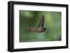 Rufous-breasted Hermit (Glaucis hirsutus), a type of hummingbird, in flight, Manu National Park-G&M Therin-Weise-Framed Photographic Print