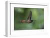 Rufous-breasted Hermit (Glaucis hirsutus), a type of hummingbird, in flight, Manu National Park-G&M Therin-Weise-Framed Photographic Print