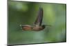 Rufous-breasted Hermit (Glaucis hirsutus), a type of hummingbird, in flight, Manu National Park-G&M Therin-Weise-Mounted Photographic Print