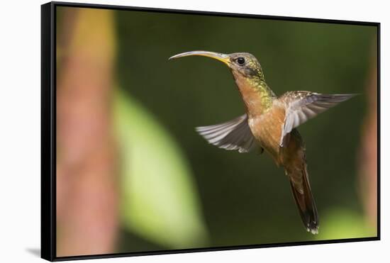 Rufous-Breasted Hermit-Ken Archer-Framed Stretched Canvas