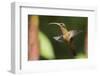 Rufous-Breasted Hermit-Ken Archer-Framed Photographic Print