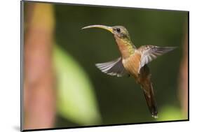 Rufous-Breasted Hermit-Ken Archer-Mounted Photographic Print