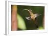 Rufous-Breasted Hermit-Ken Archer-Framed Photographic Print