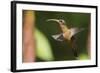 Rufous-Breasted Hermit-Ken Archer-Framed Photographic Print