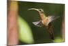 Rufous-Breasted Hermit-Ken Archer-Mounted Photographic Print