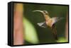 Rufous-Breasted Hermit-Ken Archer-Framed Stretched Canvas