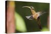 Rufous-Breasted Hermit-Ken Archer-Stretched Canvas