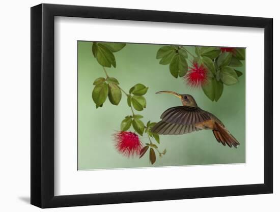 Rufous-Breasted Hermit-Ken Archer-Framed Photographic Print