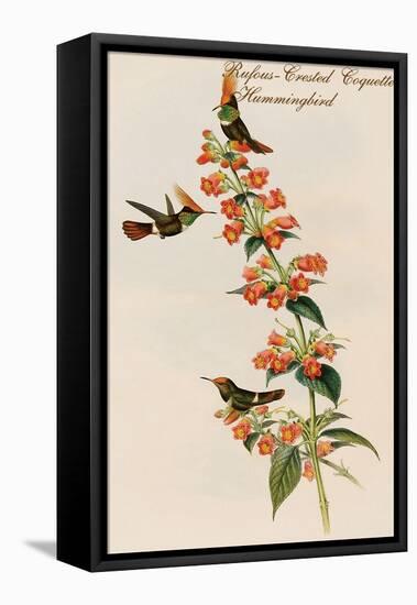 Rufous-Crested Coquette Hummingbird-John Gould-Framed Stretched Canvas