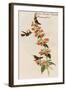 Rufous-Crested Coquette Hummingbird-John Gould-Framed Art Print