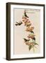 Rufous-Crested Coquette Hummingbird-John Gould-Framed Art Print