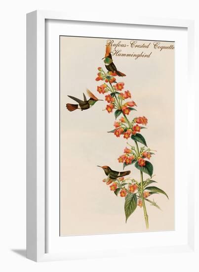 Rufous-Crested Coquette Hummingbird-John Gould-Framed Art Print