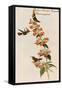 Rufous-Crested Coquette Hummingbird-John Gould-Framed Stretched Canvas