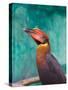 Rufous Hornbil Bird, Philippines-Keren Su-Stretched Canvas