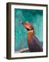 Rufous Hornbil Bird, Philippines-Keren Su-Framed Photographic Print