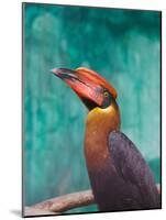 Rufous Hornbil Bird, Philippines-Keren Su-Mounted Photographic Print